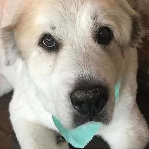 Meet your Posher, Joy